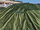 Covered compost pile with GORE® Cover